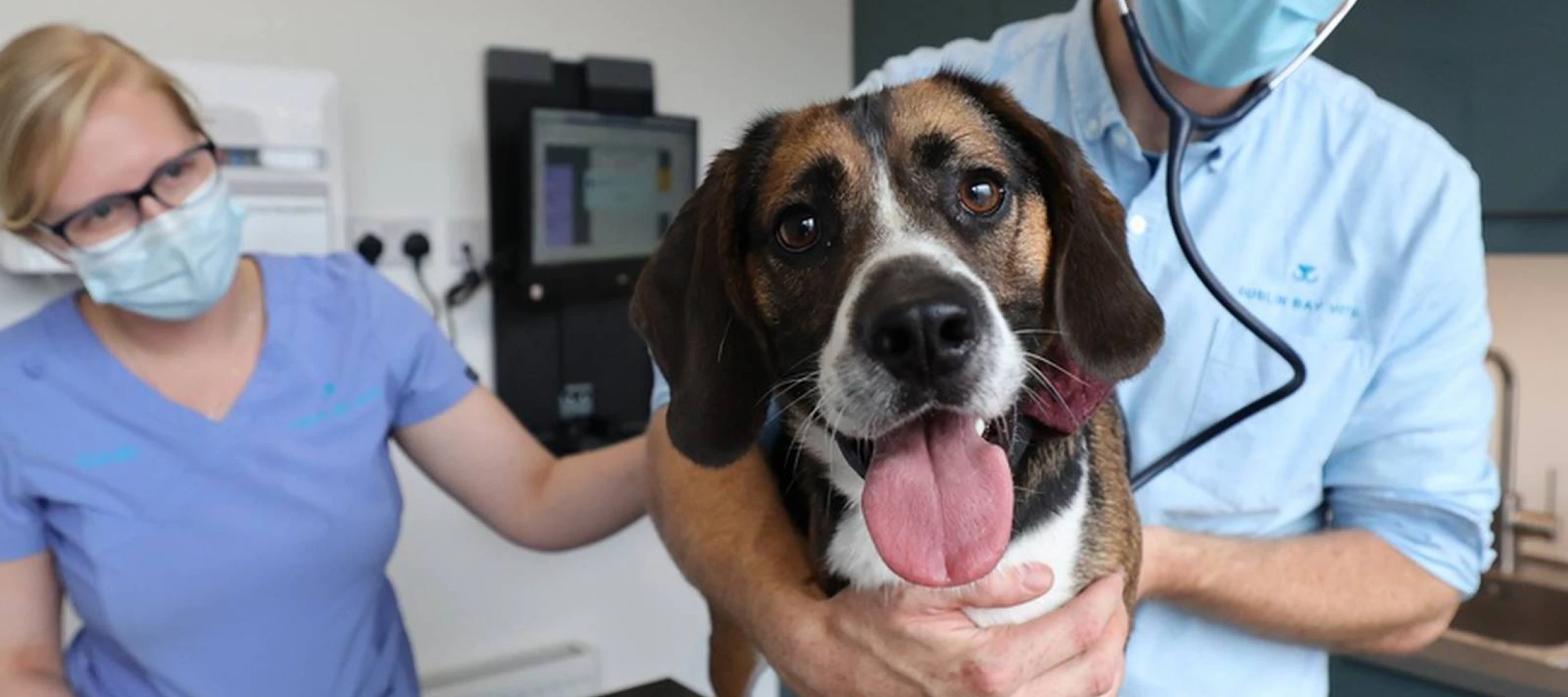 Dog getting treatment at Dublin Bay Vets