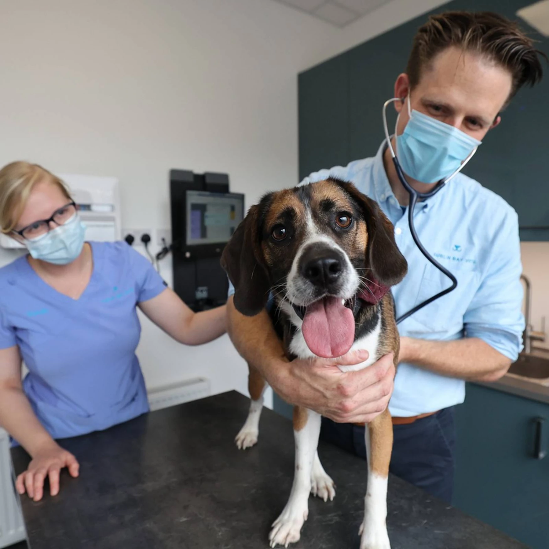 Dog getting treatment at Dublin Bay Vets